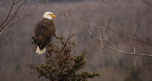 bald-eagle-801614_640