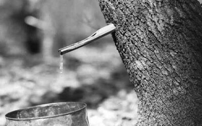 The Tradition of Maple Sugar Among the Ojibwe